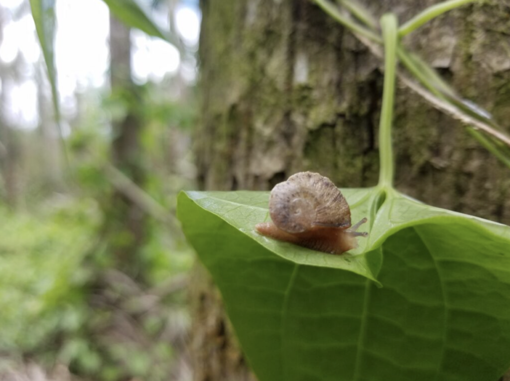 Snail on a leaf in a forest